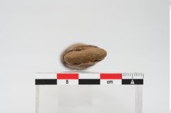 Foto von Schleifstein (NHMW-PRAE-024514)